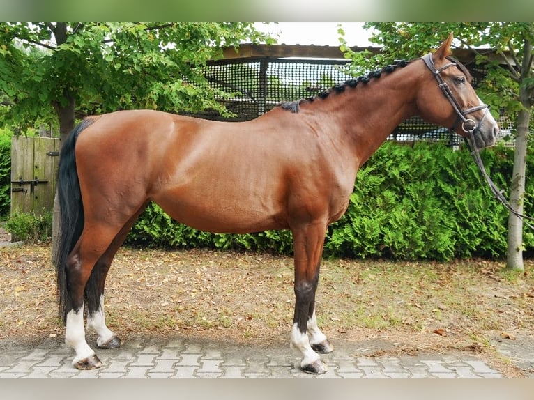 Altri cavalli a sangue caldo Giumenta 9 Anni 165 cm Baio in Feliksów