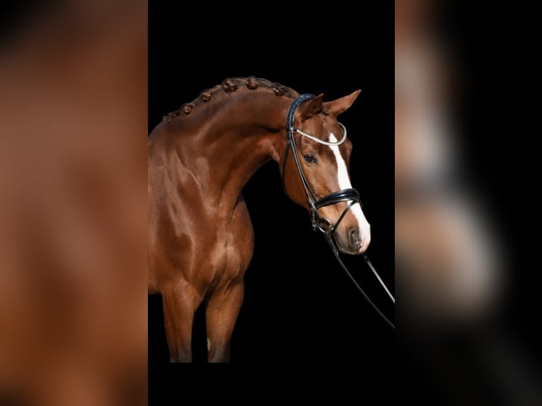 Altri cavalli a sangue caldo Giumenta 9 Anni 168 cm  in Neuss