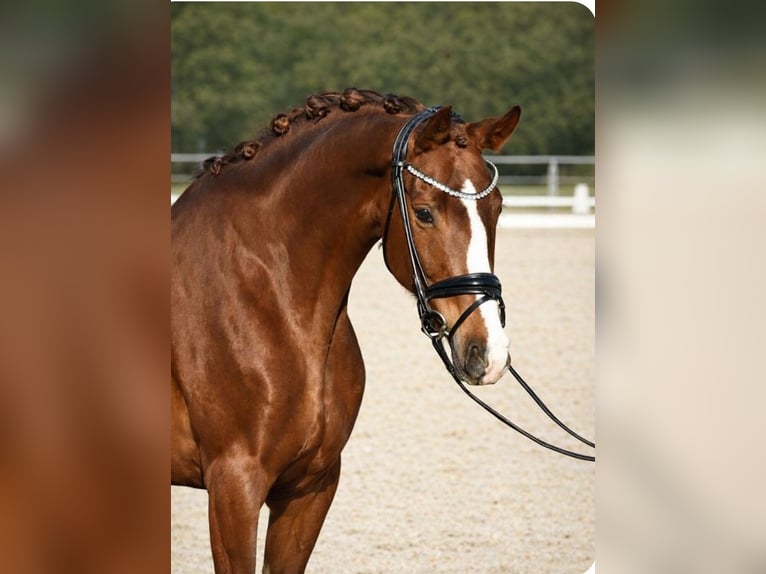 Altri cavalli a sangue caldo Giumenta 9 Anni 168 cm  in Neuss