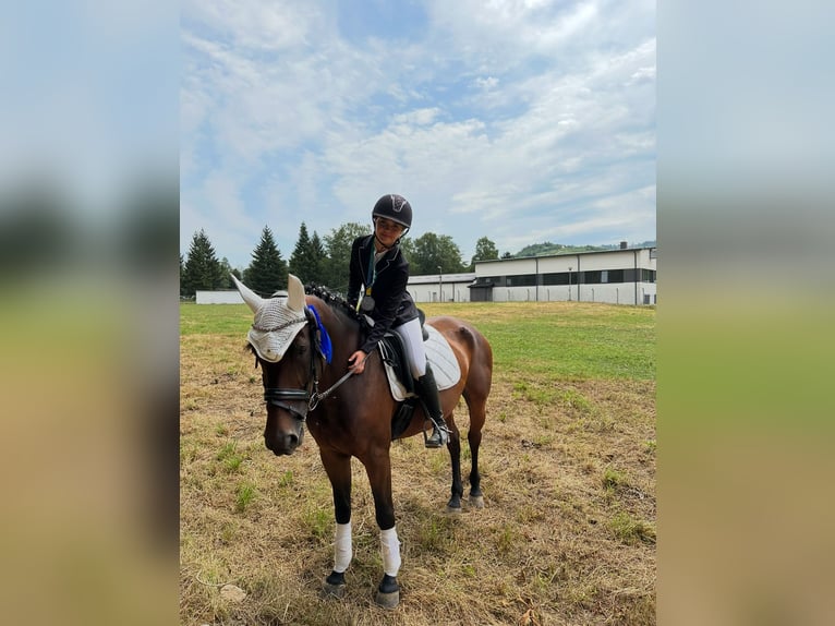 Altri cavalli a sangue caldo Mix Giumenta 9 Anni 170 cm Baio scuro in Zagreb