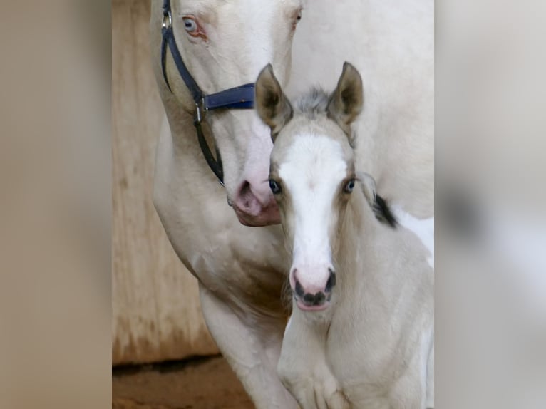 Altri cavalli a sangue caldo Giumenta Puledri (03/2026) 165 cm Pezzato in Borgentreich