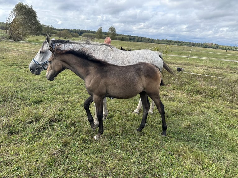 Altri cavalli a sangue caldo Giumenta Puledri (04/2024) 167 cm Grigio in Vilnius