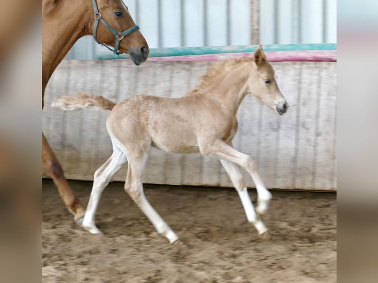 Altri cavalli a sangue caldo Giumenta Puledri (02/2026) 167 cm Palomino in Borgentreich