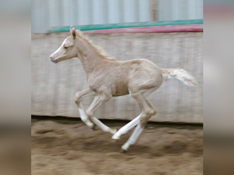 Altri cavalli a sangue caldo Giumenta  168 cm Palomino in Borgentreich