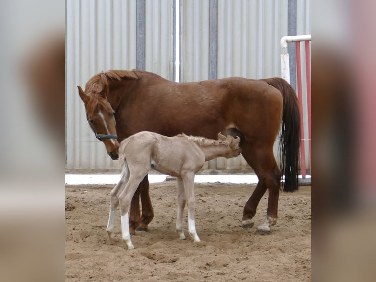 Altri cavalli a sangue caldo Giumenta  168 cm Palomino in Borgentreich