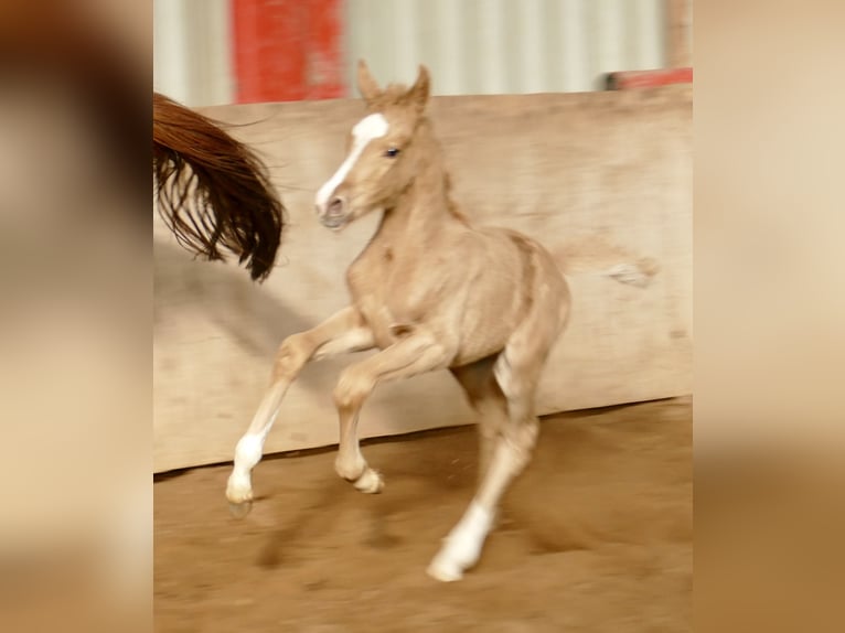 Altri cavalli a sangue caldo Giumenta  168 cm Palomino in Borgentreich