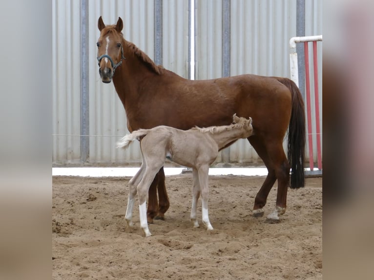 Altri cavalli a sangue caldo Giumenta  168 cm Palomino in Borgentreich