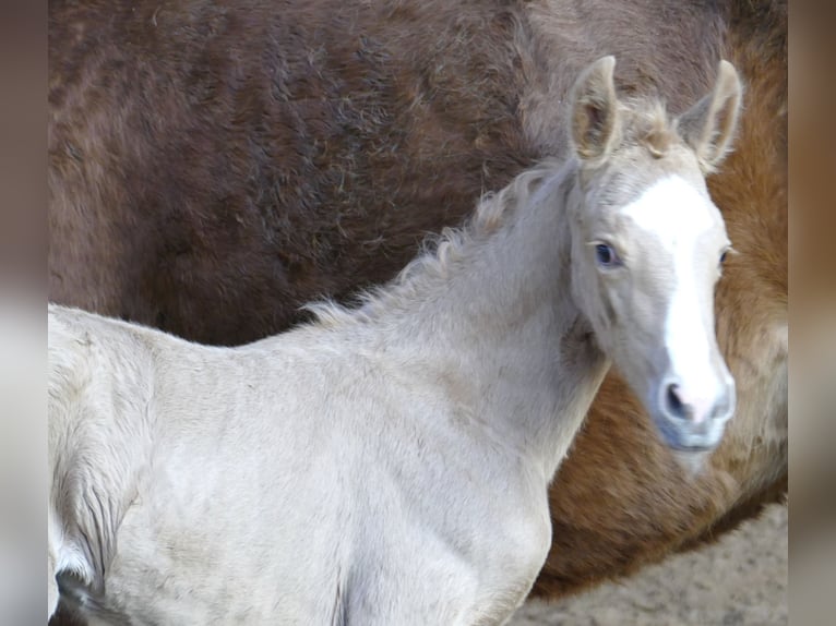 Altri cavalli a sangue caldo Giumenta  168 cm Palomino in Borgentreich