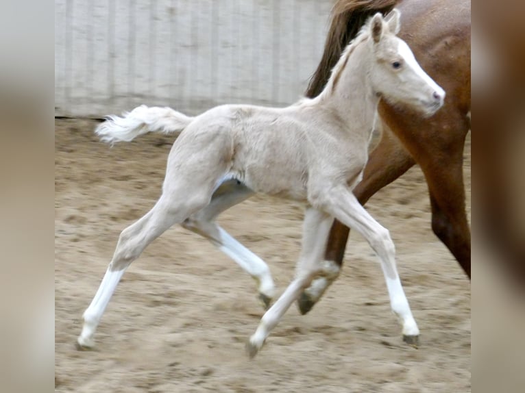 Altri cavalli a sangue caldo Giumenta  168 cm Palomino in Borgentreich