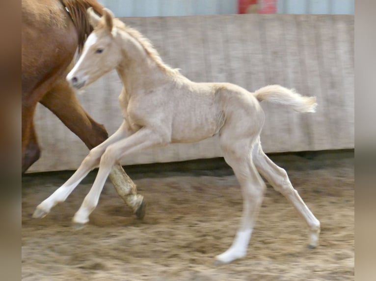 Altri cavalli a sangue caldo Giumenta  168 cm Palomino in Borgentreich