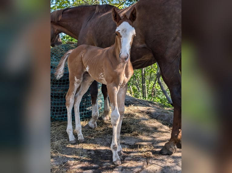 Altri cavalli a sangue caldo Giumenta Puledri
 (06/2024) 168 cm Sabino in Holmestrand