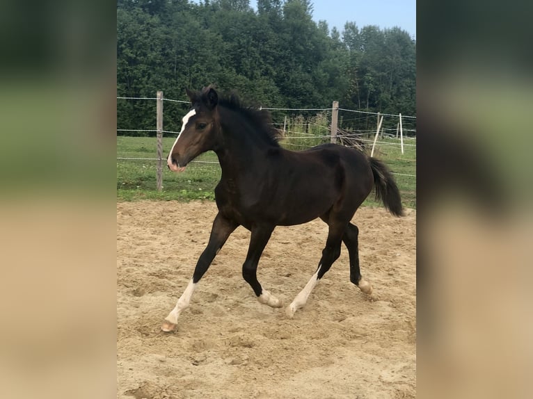 Altri cavalli a sangue caldo Giumenta Puledri (04/2024) 169 cm Baio scuro in Võrumaa