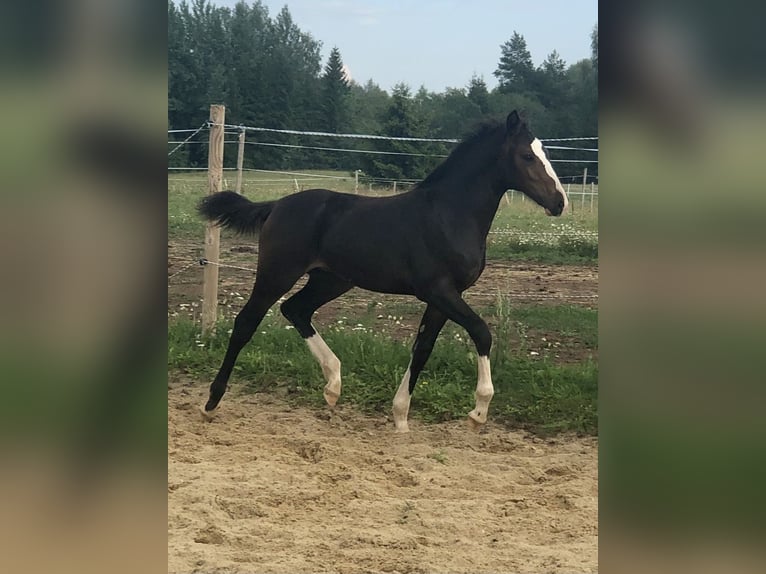 Altri cavalli a sangue caldo Giumenta Puledri (04/2024) 169 cm Baio scuro in Võrumaa