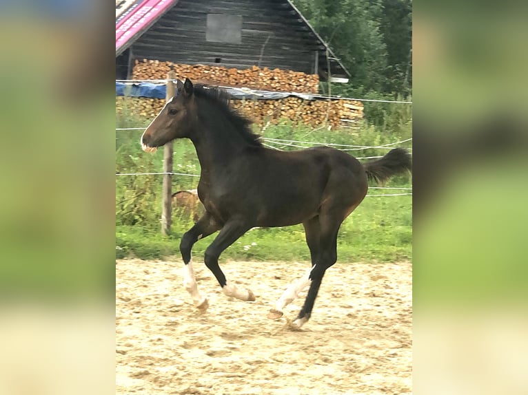 Altri cavalli a sangue caldo Giumenta Puledri (04/2024) 169 cm Baio scuro in Võrumaa