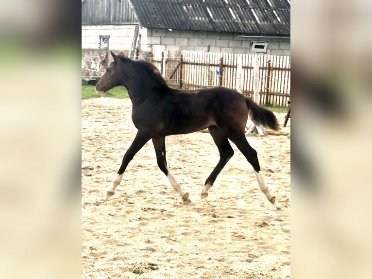 Altri cavalli a sangue caldo Giumenta Puledri (04/2024) 169 cm Baio scuro in Võrumaa