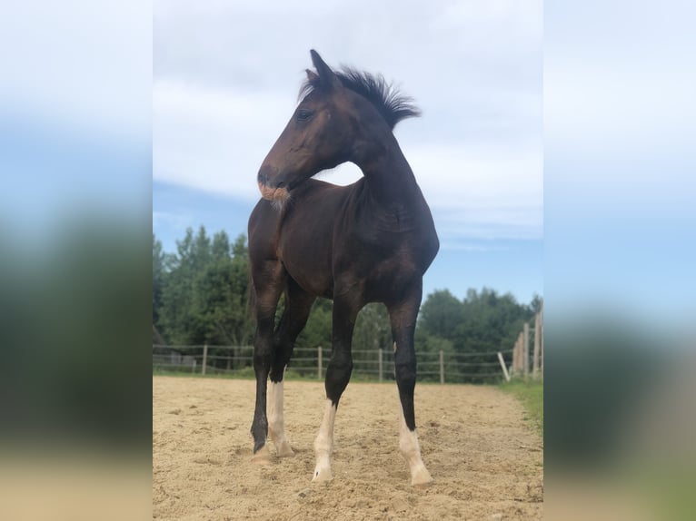 Altri cavalli a sangue caldo Giumenta Puledri (04/2024) 169 cm Baio scuro in Võrumaa