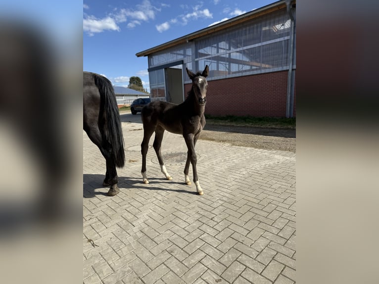 Altri cavalli a sangue caldo Giumenta Puledri (03/2026) 170 cm Morello in Soest