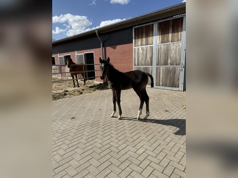 Altri cavalli a sangue caldo Giumenta Puledri (03/2026) 170 cm Morello in Soest