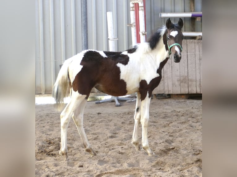 Altri cavalli a sangue caldo Giumenta Puledri (04/2024) 170 cm Pezzato in Borgentreich