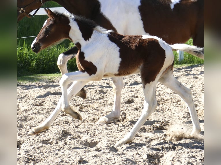Altri cavalli a sangue caldo Giumenta Puledri
 (04/2024) 170 cm Pezzato in Borgentreich