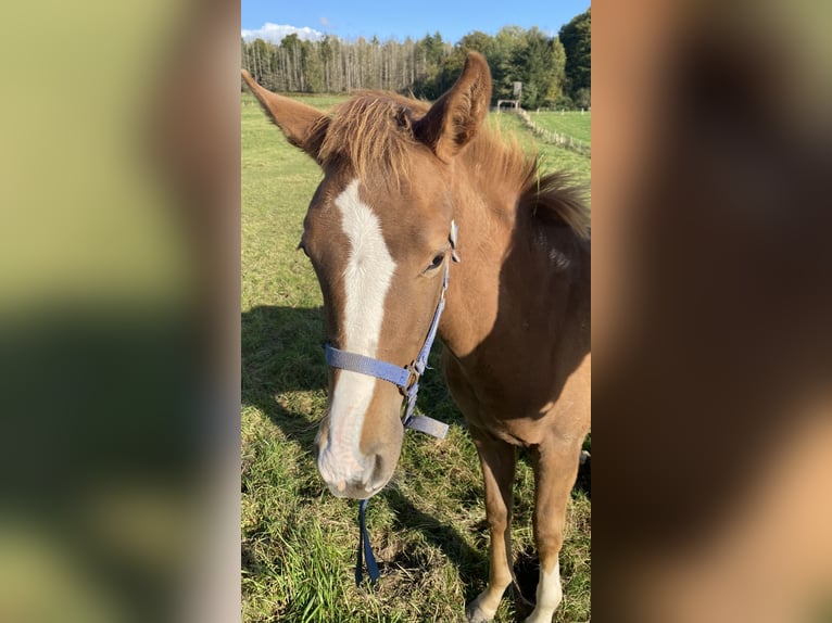 Altri cavalli a sangue caldo Giumenta Puledri (04/2024) 170 cm Sauro in Lichtenau