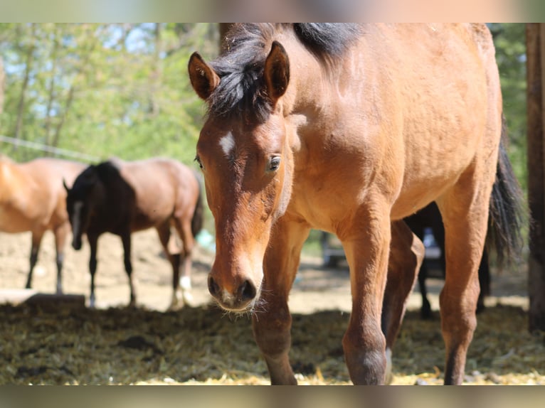 Altri cavalli a sangue caldo Mix Sconosciuto 1 Anno  in Drosendorf