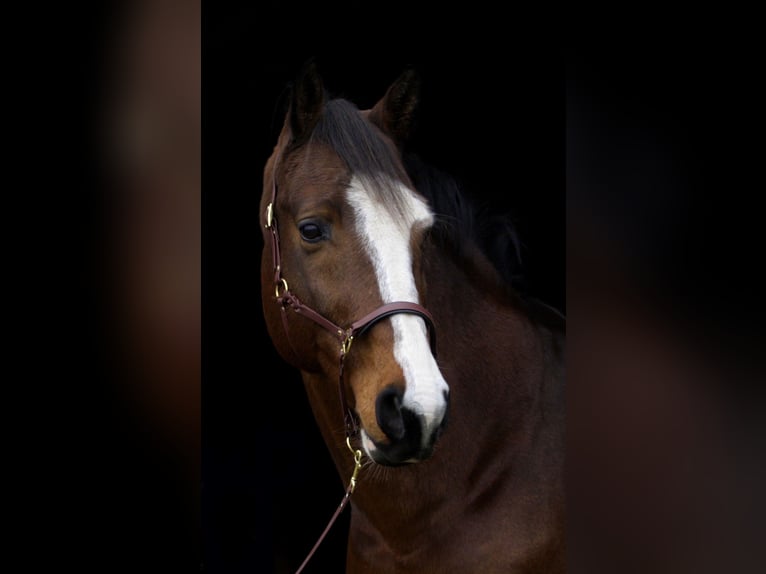 Altri cavalli a sangue caldo Stallone 10 Anni 167 cm Baio scuro in Stadskanaal