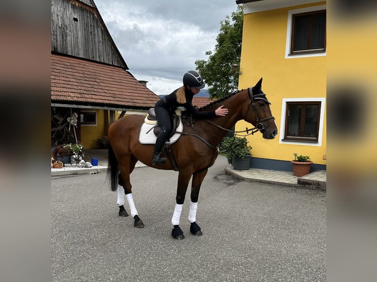 Altri cavalli a sangue caldo Stallone 11 Anni 168 cm Baio in Pelmberg