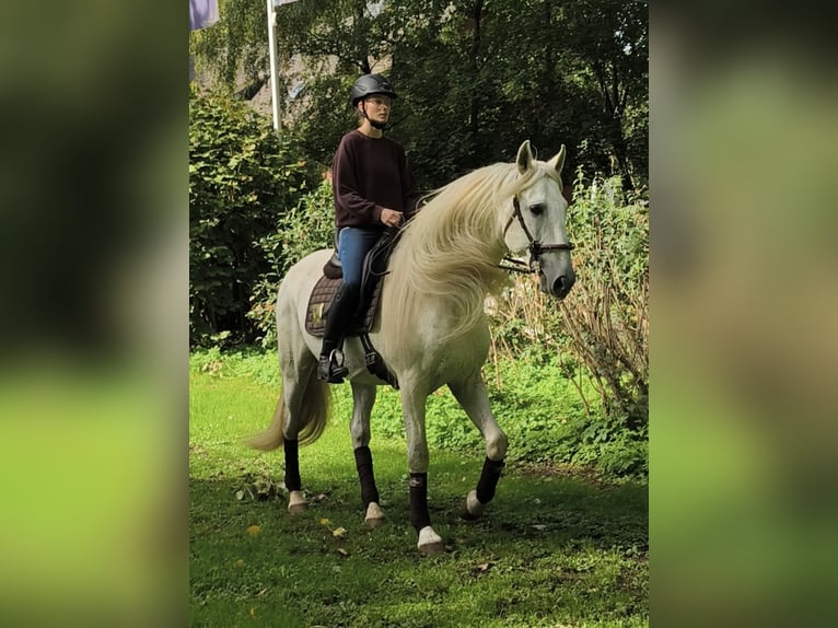 Altri cavalli a sangue caldo Stallone 14 Anni 167 cm Grigio in Traventhal