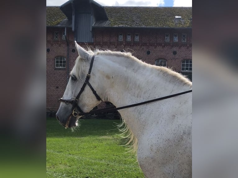 Altri cavalli a sangue caldo Stallone 14 Anni 167 cm Grigio in Traventhal