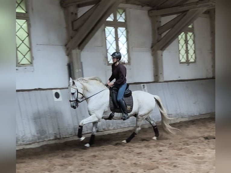 Altri cavalli a sangue caldo Stallone 14 Anni 167 cm Grigio in Traventhal