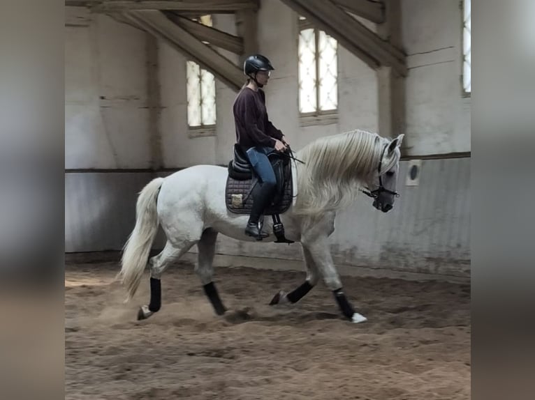 Altri cavalli a sangue caldo Stallone 14 Anni 167 cm Grigio in Traventhal