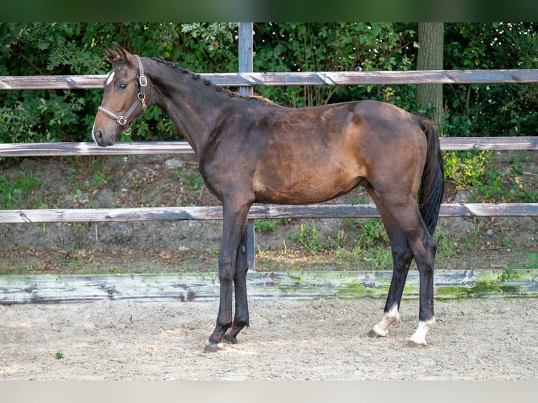 Altri cavalli a sangue caldo Stallone 1 Anno 155 cm Baio scuro in GROTE-BROGEL