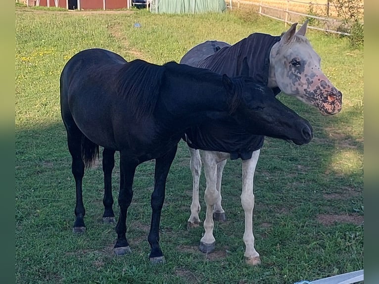 Altri cavalli a sangue caldo Stallone 1 Anno 155 cm Può diventare grigio in Bundenbach