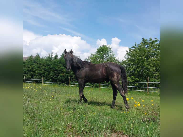 Altri cavalli a sangue caldo Stallone 1 Anno 155 cm Può diventare grigio in Bundenbach