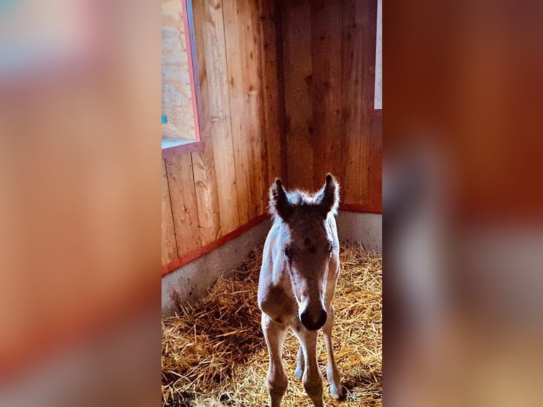 Altri cavalli a sangue caldo Stallone 1 Anno 163 cm Falbo in Eggermühlen