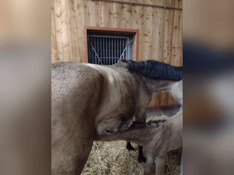 Altri cavalli a sangue caldo Stallone 1 Anno 163 cm Falbo in Eggermühlen