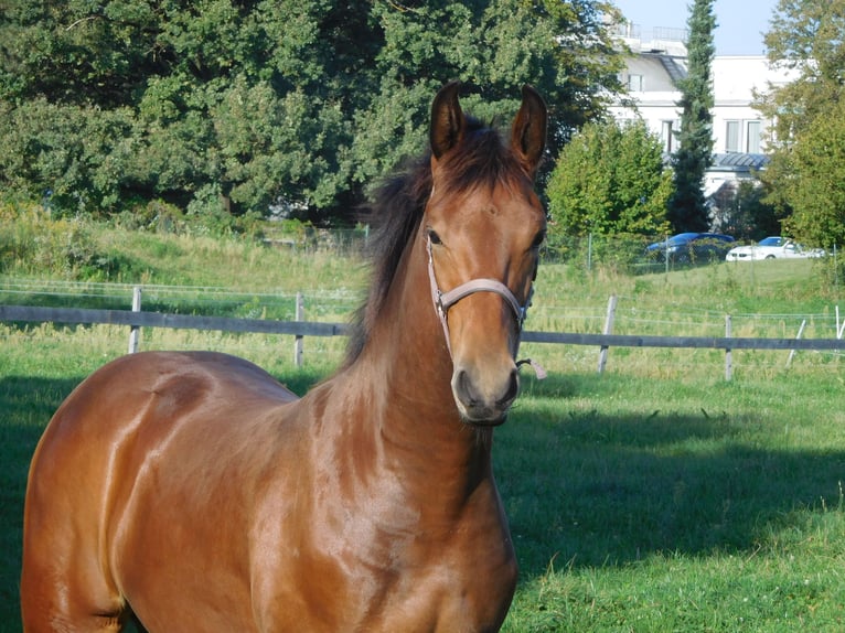 Altri cavalli a sangue caldo Stallone 1 Anno in Mieming