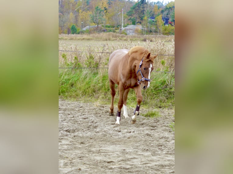 Altri cavalli a sangue caldo Stallone 2 Anni 160 cm Sauro in Sandefjord