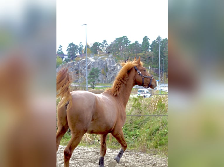 Altri cavalli a sangue caldo Stallone 2 Anni 160 cm Sauro in Sandefjord