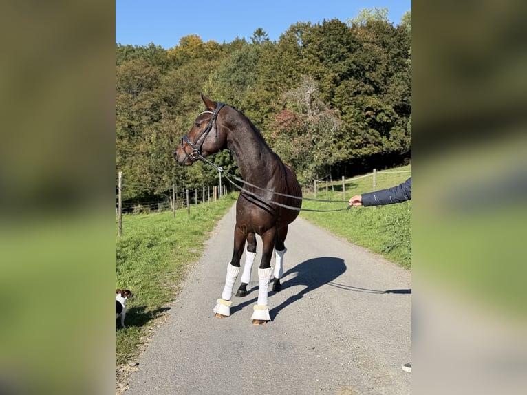 Altri cavalli a sangue caldo Stallone 3 Anni 165 cm Baio in WermelskircheN