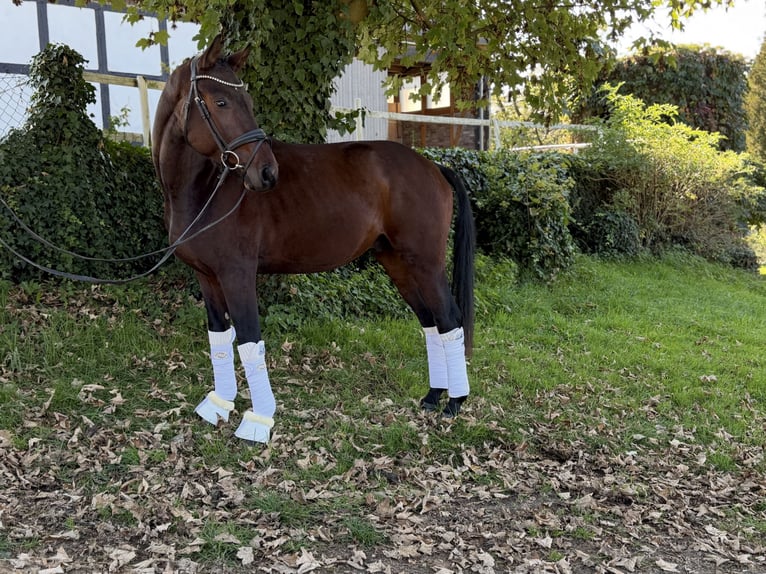 Altri cavalli a sangue caldo Stallone 3 Anni 165 cm Baio in WermelskircheN