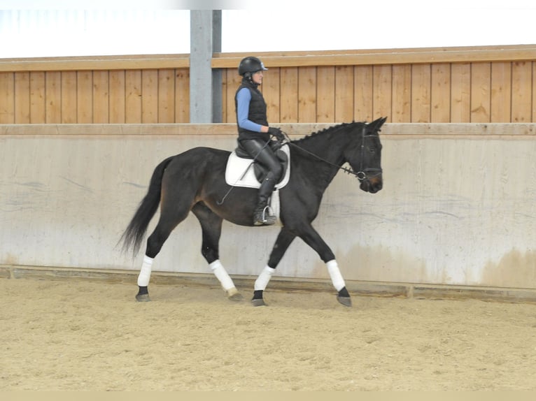 Altri cavalli a sangue caldo Stallone 4 Anni 167 cm Baio nero in Wellheim