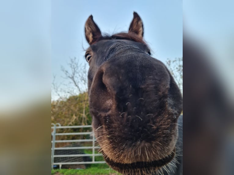 Altri cavalli a sangue caldo Stallone 5 Anni 165 cm Morello in Birkenheide