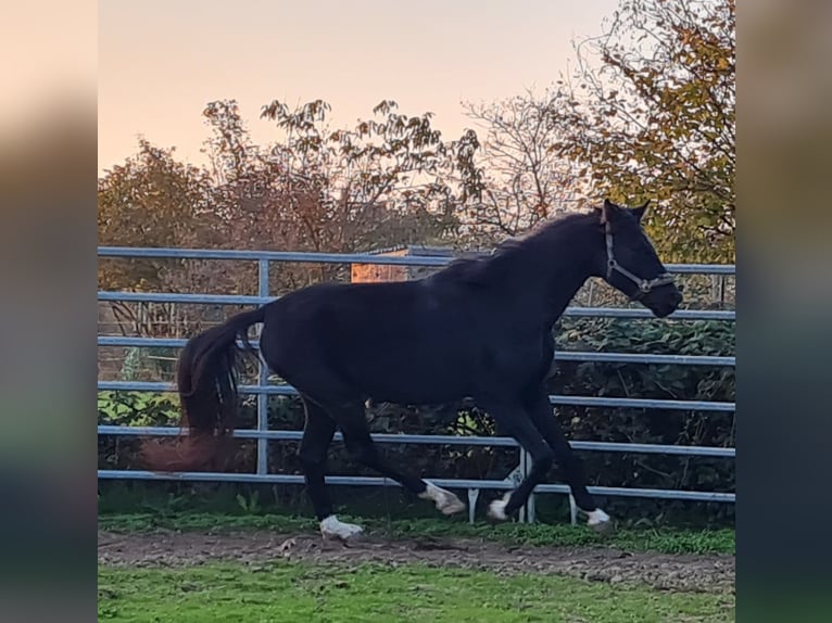 Altri cavalli a sangue caldo Stallone 5 Anni 165 cm Morello in Birkenheide