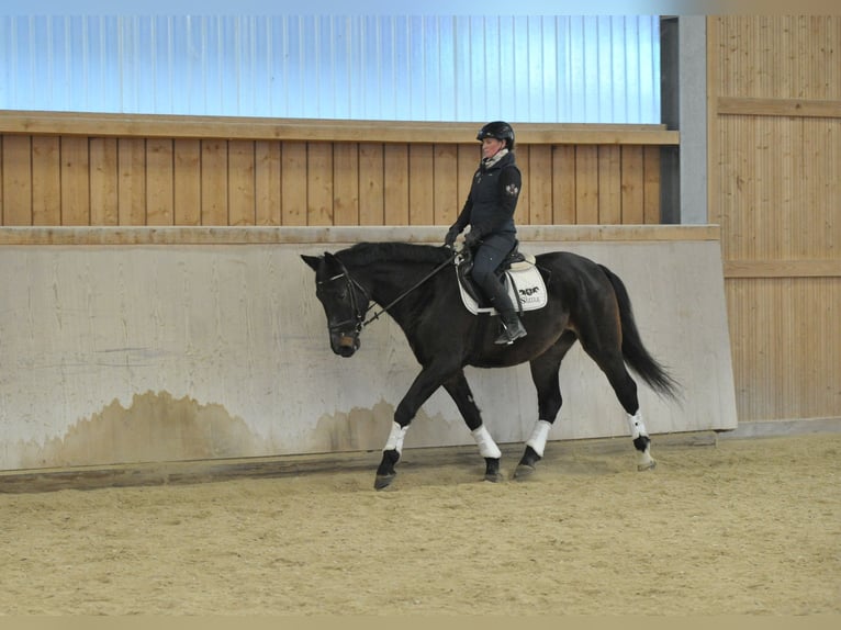 Altri cavalli a sangue caldo Stallone 5 Anni 167 cm Baio nero in Wellheim