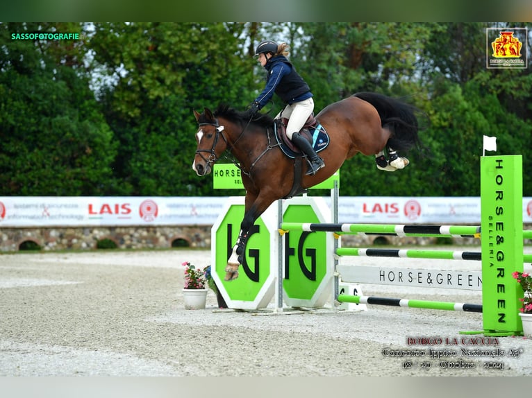 Altri cavalli a sangue caldo Stallone 5 Anni 168 cm Baio ciliegia in Radovljica