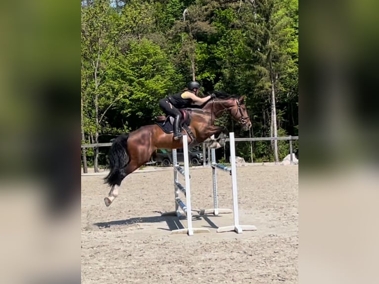 Altri cavalli a sangue caldo Stallone 5 Anni 168 cm Baio ciliegia in Radovljica