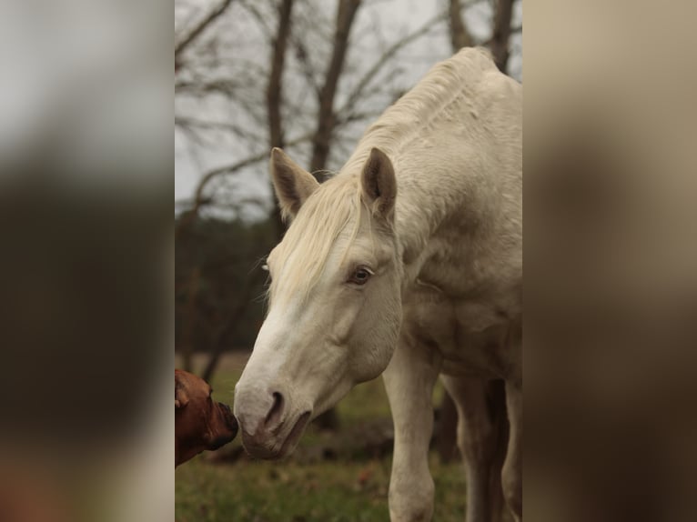 Altri cavalli a sangue caldo Stallone Cremello in Wandlitz