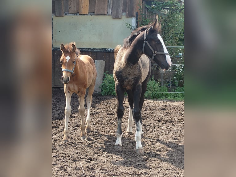 Altri cavalli a sangue caldo Mix Stallone Puledri (04/2025) 155 cm Grigio in Wolfsburg